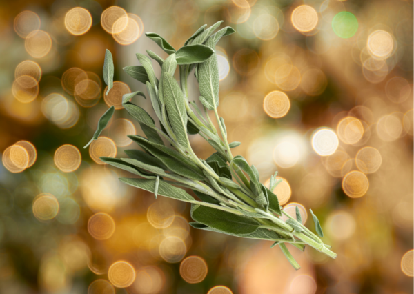 Holiday Sage - Image 2