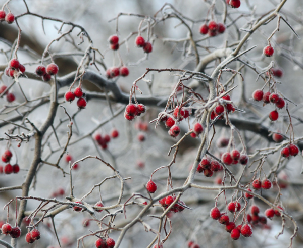 Frosted Berries - Image 2