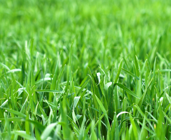 Fresh Cut Grass - Image 2