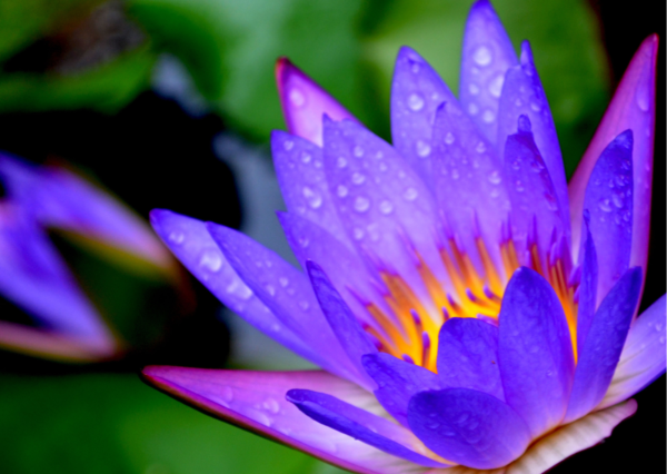 Waterlily - Image 2