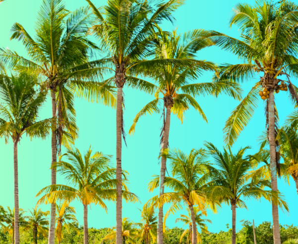 Island Sun - Image 2
