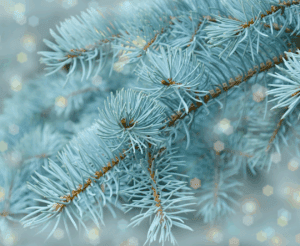 Blue Spruce